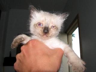 ugly_kitten.jpg?itok=cFSkvic9&mtime=1474