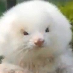 RoidedUpFerret