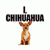 Chihuahua Dad